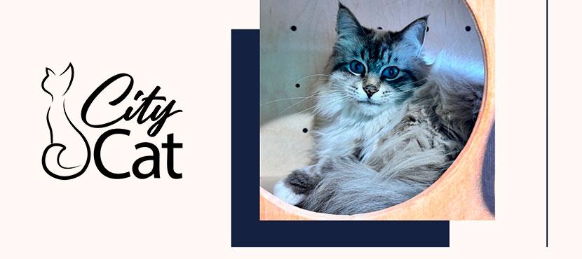 Гостиница для кошек CityCat