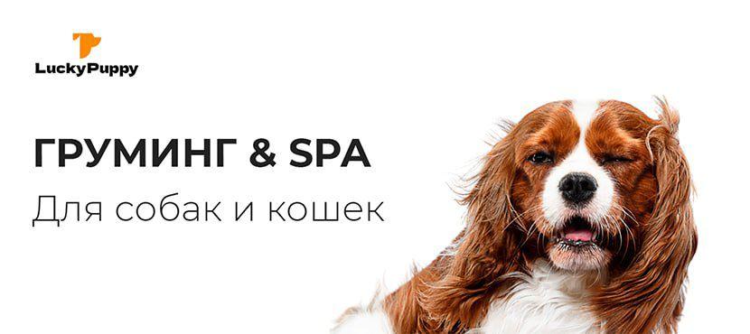 Груминг-салон Lucky Puppy